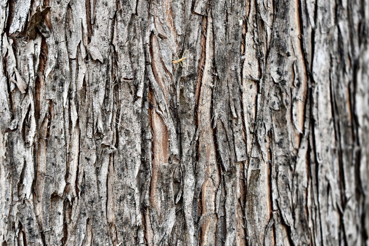 tree, trunk, textured, branch, backgrounds, full frame, plant, wood, plant stem, pattern, no people, rough, close-up, tree trunk, leaf, day, plant bark, outdoors, nature, soil, birch, weathered, twig, brown