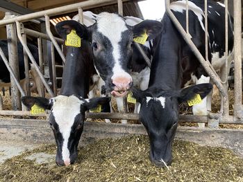 Portrait of cows in shed