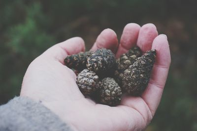 Cropped hand holding pine cones