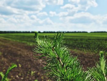 Plants growing on field against sky