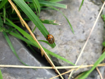 High angle view of bee on leaf