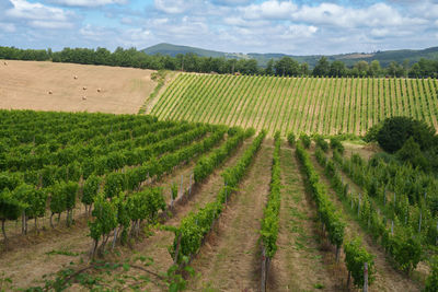 Scenic view of agricultural field against sky