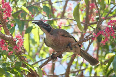 Close-up of bird perching on tree