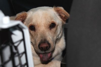 Close-up portrait of dog