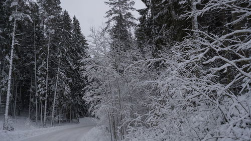 Road amidst trees in forest during winter