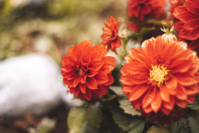 Close-up of orange flowering plants