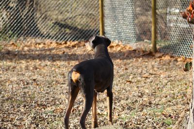 Dogs running on field