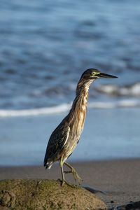 Bird perching on a beach