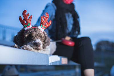 Portrait of small dog against blue sky