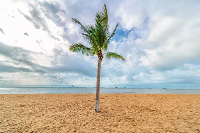 Palm tree on beach against sky