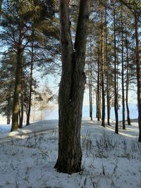 Trees on landscape