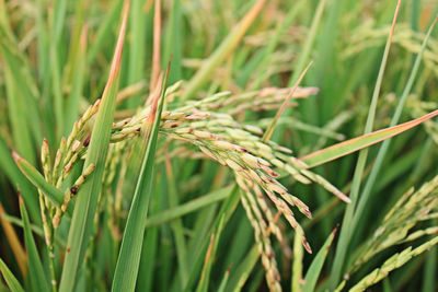 Close-up of wheat growing on field