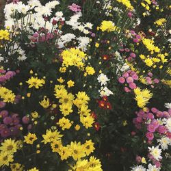 Full frame of yellow flowers