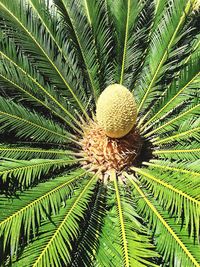 Close-up of palm leaves