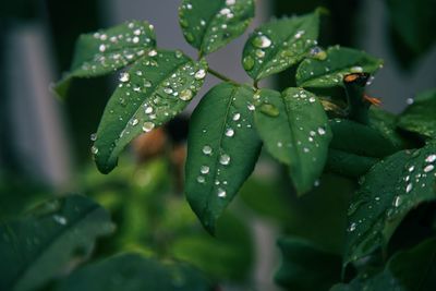 High angle view of raindrops on green plant