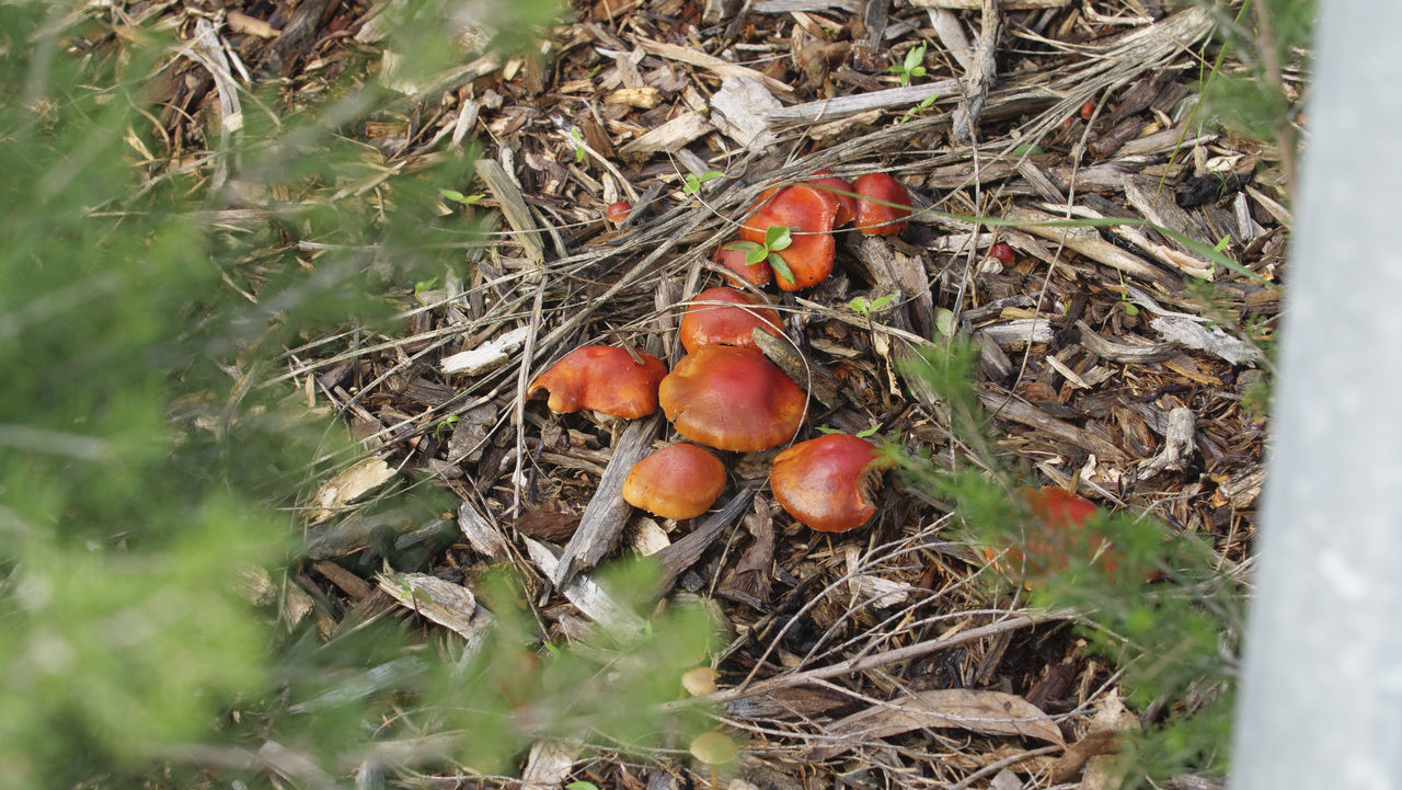 HIGH ANGLE VIEW OF FRESH FRUITS ON FIELD