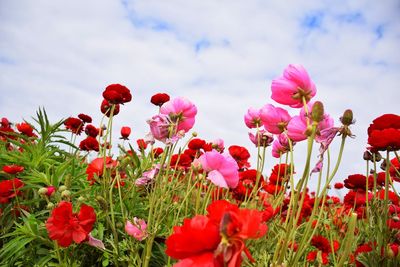 Close-up of red poppy flowers on field against sky