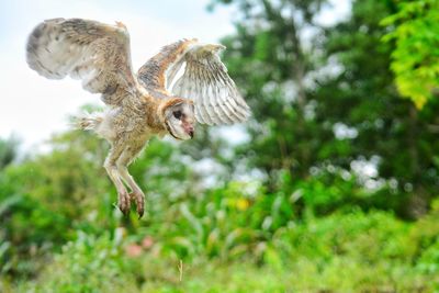 Close-up of barn owl flying outdoors