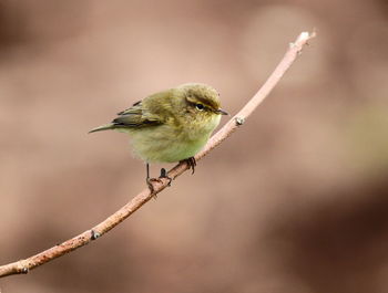 Close-up of bird perching outdoors