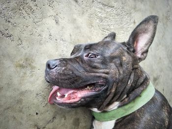 Close-up of dog looking away