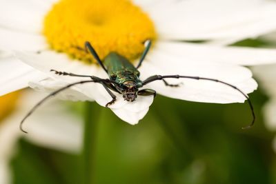 Beetle on flower petal