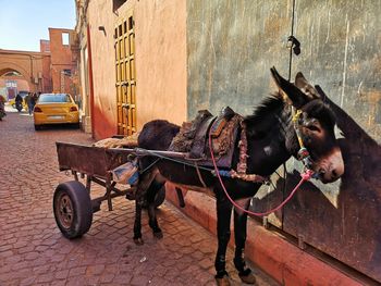 Resting donky in the heart of medina, marrakesh 