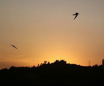 Low angle view of silhouette bird flying in sky