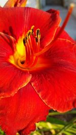 Close-up of day lily blooming outdoors