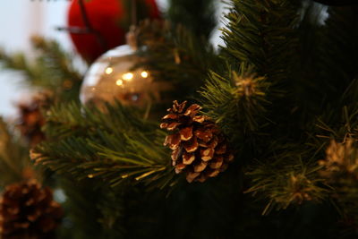 Close-up of christmas tree