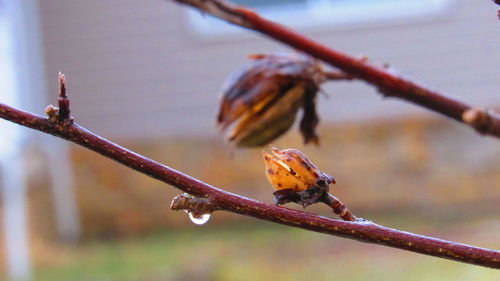 Close-up of butterfly on twig