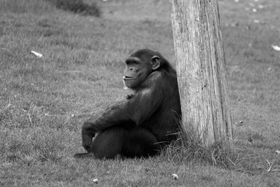 Chimpanzee sitting on field