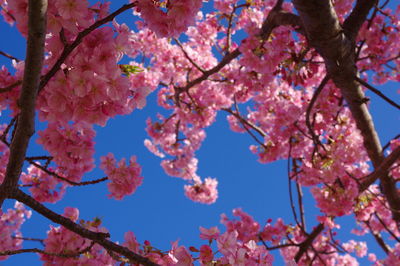 Low angle view of cherry blossoms against sky