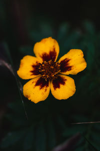 Close-up of yellow flowering plant