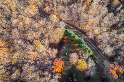 High angle view of autumn leaves on road