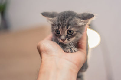 Close-up of hand holding kitten at home