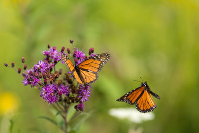 Butterfly pollinating on purple flower