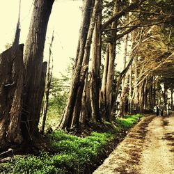 Trees in forest