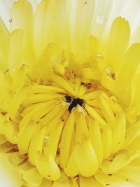 Close-up of yellow flowering plant