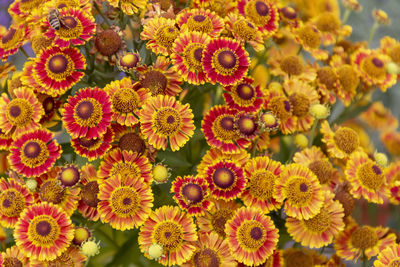 Full frame shot of yellow flowering plants