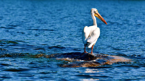 Bird perching on a sea