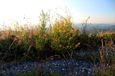 Plants growing on field