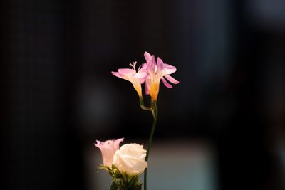 Close-up of pink rose flower