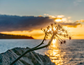 Close-up of plant by sea against sky during sunset