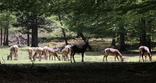 Horses grazing in a field