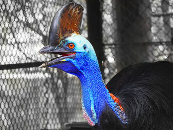 Close-up of peacock