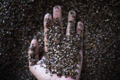 Hand holding buckwheat. selective focus on hand. edible whole grain meal. 