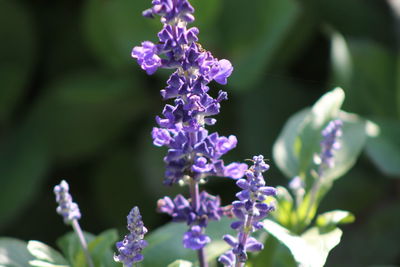 Close-up of purple flower blooming in park