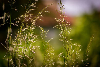 Close-up of grass growing in field