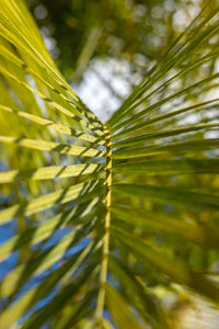 Close-up of fern leaves