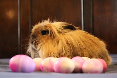 Close-up of a bunny with eggs